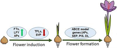 Hormones regulate the flowering process in saffron differently depending on the developmental stage